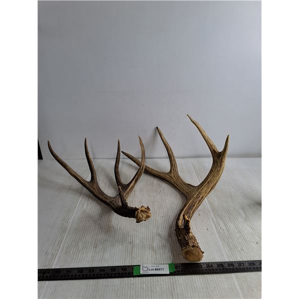 (2) Deer Antler Sheds, Pickup Preferred