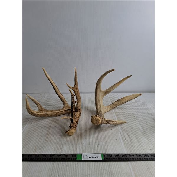 (2) Deer Antler Sheds, Pickup Preferred