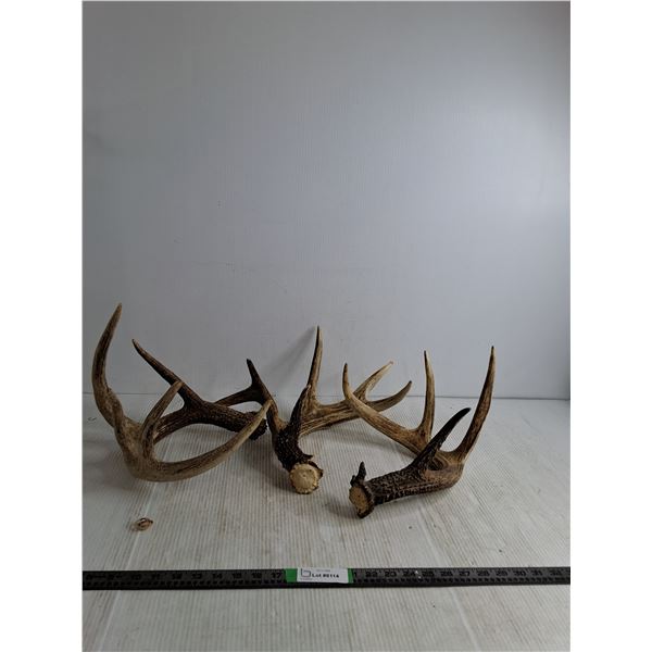 (3) Antler Deer Sheds, Pickup Preferred