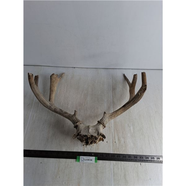 White Tailed Deer Antler Rack & Skull Cap