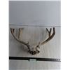 Image 1 : White Tailed Deer Antler Rack & Skull Cap