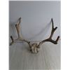Image 2 : White Tailed Deer Antler Rack & Skull Cap