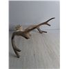 Image 3 : White Tailed Deer Antler Rack & Skull Cap