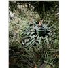 Image 2 : *Christmas Tree - Approximately 79" Tall, Pickup Only