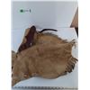 Image 6 : Leather Half Chaps Riding Chinos with (4) Straps As-Is