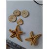 Image 8 : Lobster Trap Lamp Tested Works, PEI Lobster Cage Souvenir, (2) Dried Starfish As-Is, (4) Sand Dollar
