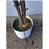 Image 3 : ~Light Up Fake Tree (80" Tall) - Standing Fan (48" Tall) - Untested, Consignor Says Works - As Is