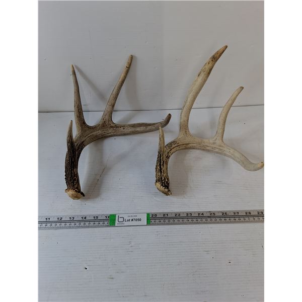 (2) Deer Antler Sheds, Pickup Preferred