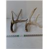 Image 1 : (2) Deer Antler Sheds, Pickup Preferred