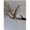 Image 2 : (2) Deer Antler Sheds, Pickup Preferred