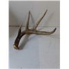 Image 3 : (2) Deer Antler Sheds, Pickup Preferred