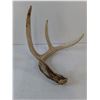 Image 4 : (2) Deer Antler Sheds, Pickup Preferred