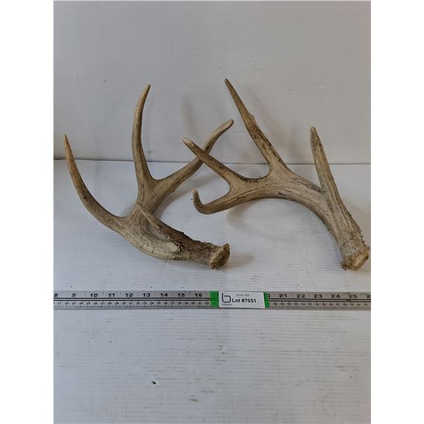 (2) Deer Antler Sheds, Pickup Preferred