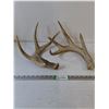 Image 1 : (2) Deer Antler Sheds, Pickup Preferred