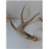 Image 2 : (2) Deer Antler Sheds, Pickup Preferred