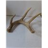 Image 3 : (2) Deer Antler Sheds, Pickup Preferred