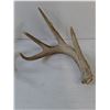Image 4 : (2) Deer Antler Sheds, Pickup Preferred