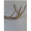 Image 5 : (2) Deer Antler Sheds, Pickup Preferred