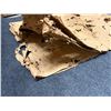Image 4 : Antique Hawaiian Kapa, Sheets from a Kapa Moe, Tan, Very Fragile 53" x 40" (Appraisal Value $50)