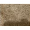 Image 10 : Antique Hawaiian Kapa Moe (5 Sheets, Complete), Coffee Color  102" x 79" (Appraisal Value $900)