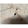 Image 7 : Antique Hawaiian Kapa, Partial Sheet (iho), Natural Color 42" x 35" (Appraisal Value $150)