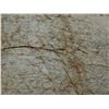 Image 7 : Antique Hawaiian Kapa, Single Sheet (kilohana), Yellow  69" x 66" (Appraisal Value $2,500)