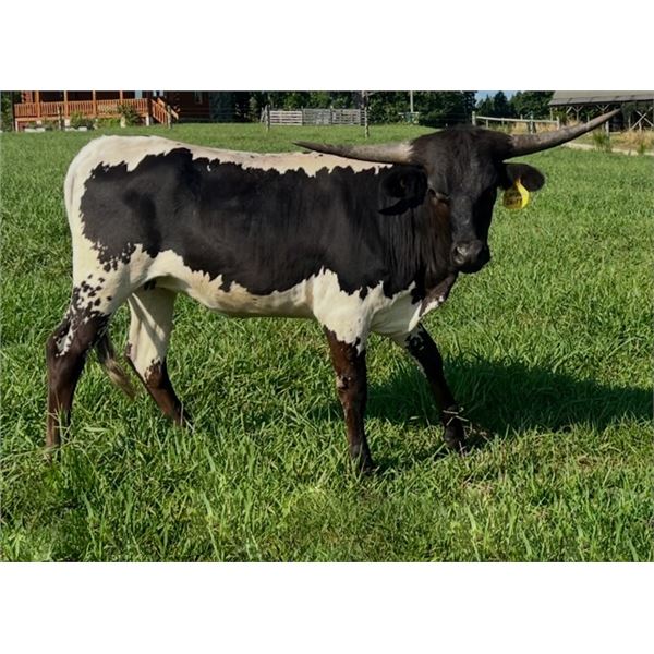 HS Carbons Daisy
