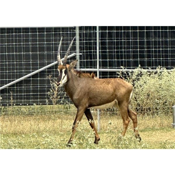 1.0 SABLE BULL · 2-YEAR-OLD