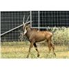 Image 1 : 1.0 SABLE BULL · 2-YEAR-OLD