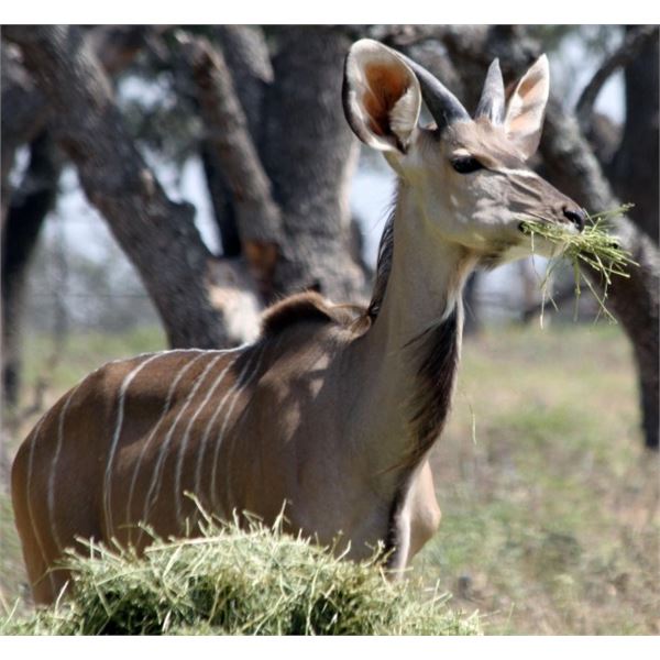 1.0 KUDU BULL · 1-YEAR-OLD