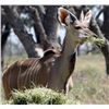 Image 1 : 1.0 KUDU BULL · 1-YEAR-OLD