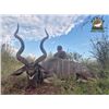 Image 1 : SOUTH AFRICA SAFARI · 4 HUNTERS
