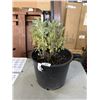 Image 1 : 4-5 YR OLD ESTABLISHED SAGE PLANT IN 14 INCH BUCKET
