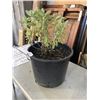 Image 2 : 4-5 YR OLD ESTABLISHED SAGE PLANT IN 14 INCH BUCKET