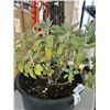Image 3 : 4-5 YR OLD ESTABLISHED SAGE PLANT IN 14 INCH BUCKET