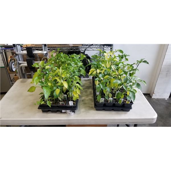 2 TRAY OF VARIOUS PEPPER PLANTS