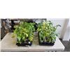 Image 1 : 2 TRAY OF VARIOUS PEPPER PLANTS