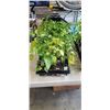 Image 2 : 2 TRAY OF VARIOUS PEPPER PLANTS