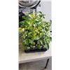 Image 3 : 2 TRAY OF VARIOUS PEPPER PLANTS