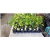 Image 4 : 2 TRAY OF VARIOUS PEPPER PLANTS