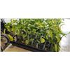 Image 5 : 2 TRAY OF VARIOUS PEPPER PLANTS