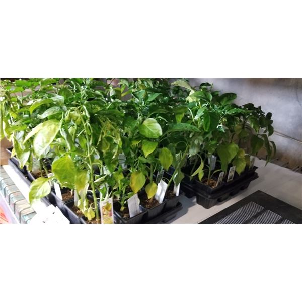 2 TRAYS OF ASSORTED VEGETABLE PLANTS