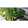 Image 1 : 2 TRAYS OF ASSORTED VEGETABLE PLANTS