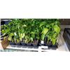 Image 2 : 2 TRAYS OF ASSORTED VEGETABLE PLANTS