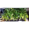 Image 3 : 2 TRAYS OF ASSORTED VEGETABLE PLANTS