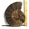 Image 1 : 17)  83.6 GRAM AMMONITE