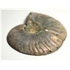 Image 2 : 17)  83.6 GRAM AMMONITE