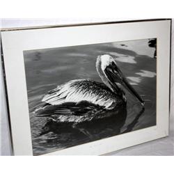 Print Of A Bird 13" x 19"