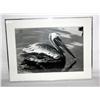 Image 5 : Print Of A Bird 13" x 19"