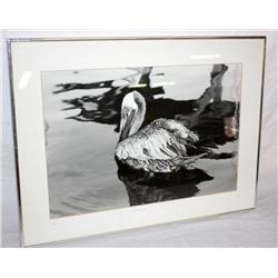 Print Photo Of A Bird 19" x 13"
